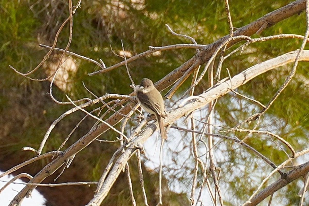 Eastern Phoebe - ML635752210