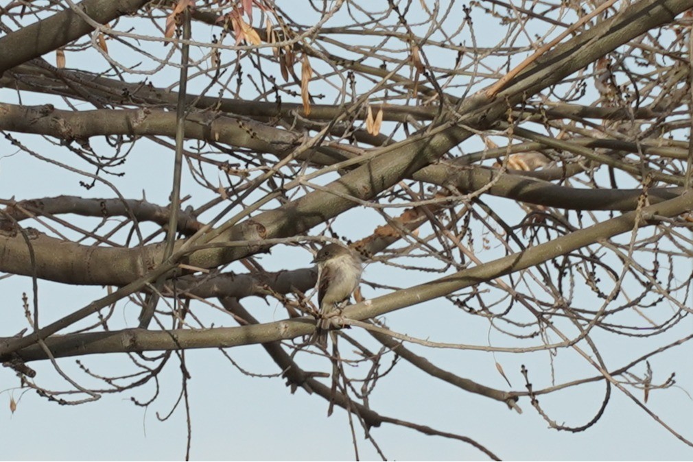 Eastern Phoebe - ML635752219