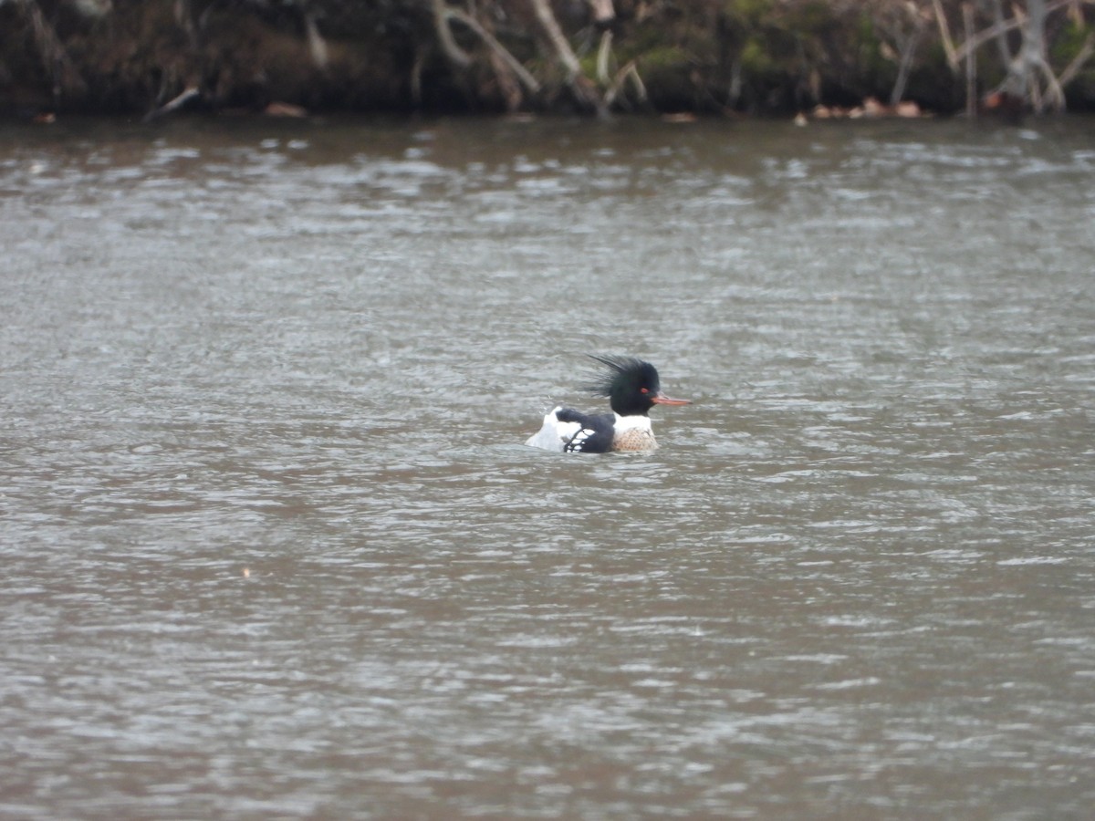 Red-breasted Merganser - ML635752302