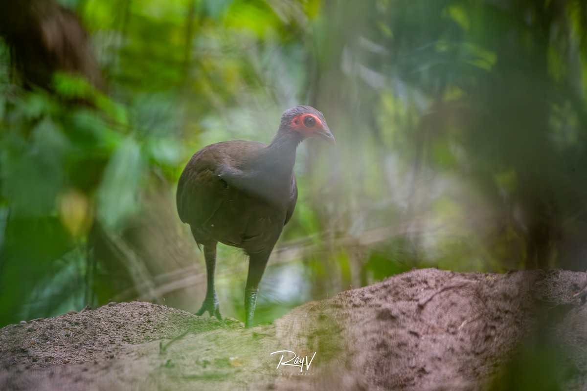 Philippine Megapode - ML635752309