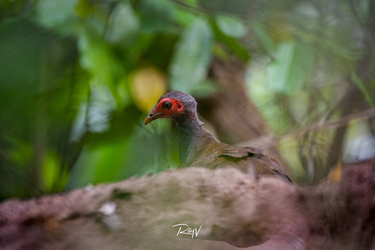 Philippine Megapode - ML635752310
