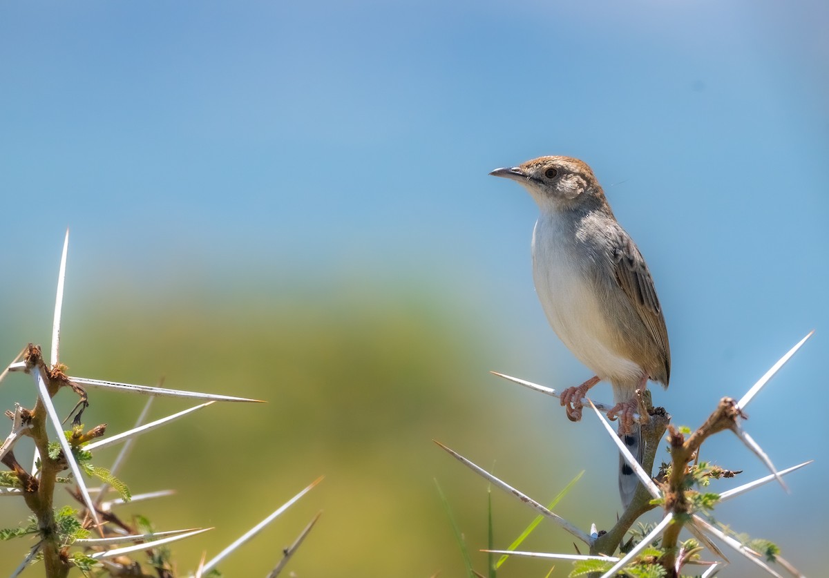 Rattling Cisticola - ML635752327