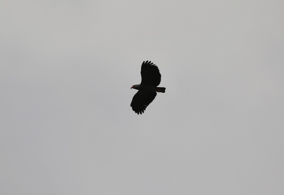 Slender-billed Kite - ML635752353