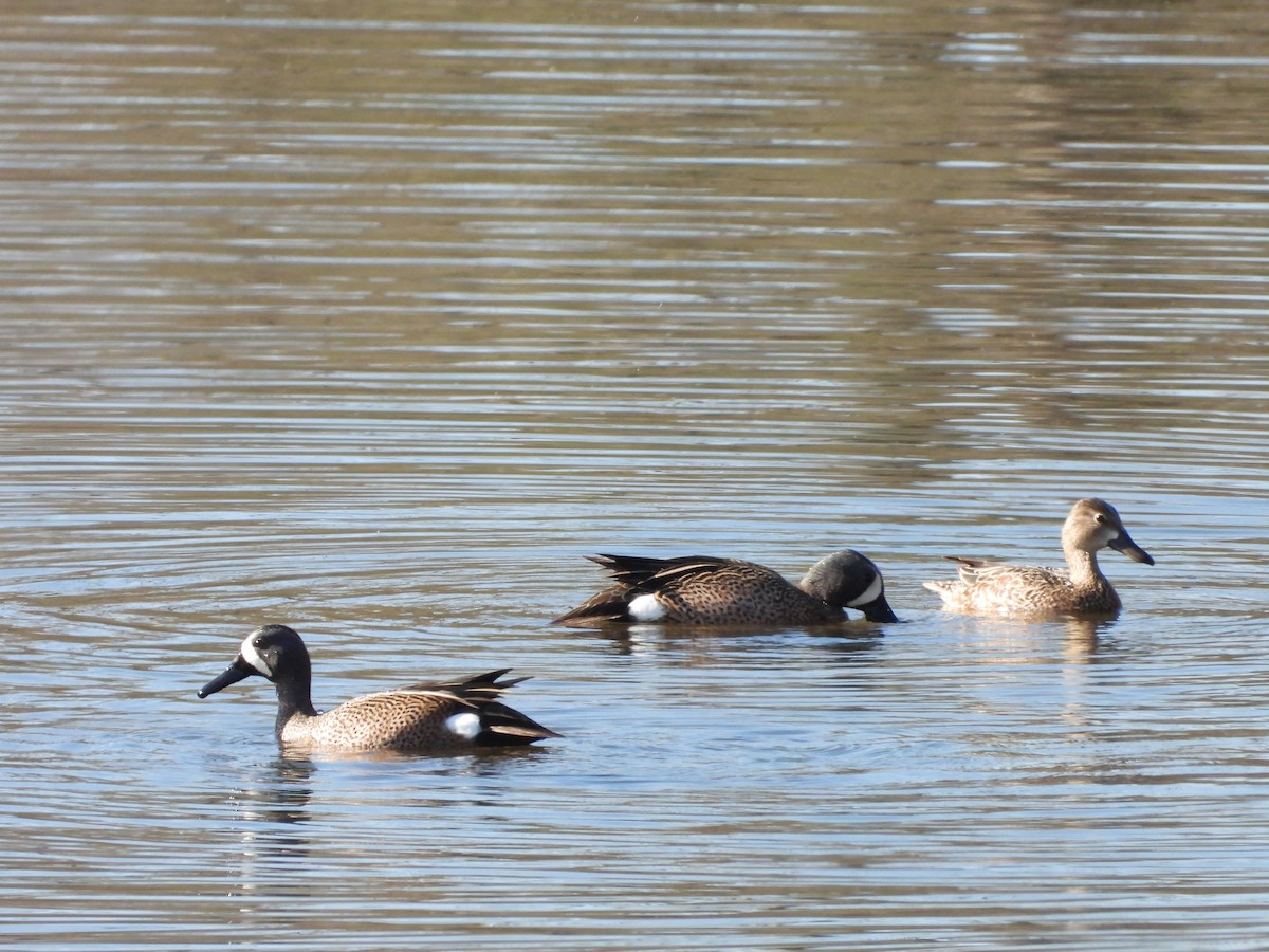 Blue-winged Teal - ML635752367
