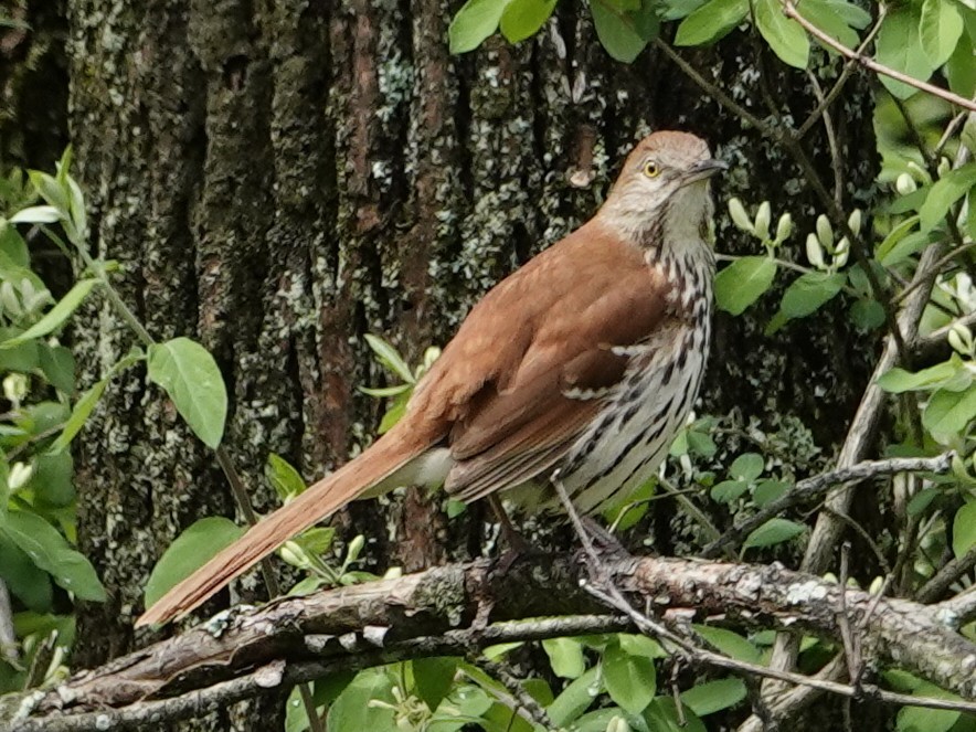 brunspottefugl - ML635752375