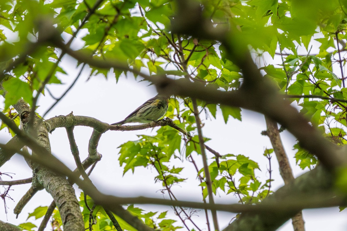 Yellow-rumped Warbler - ML635752419