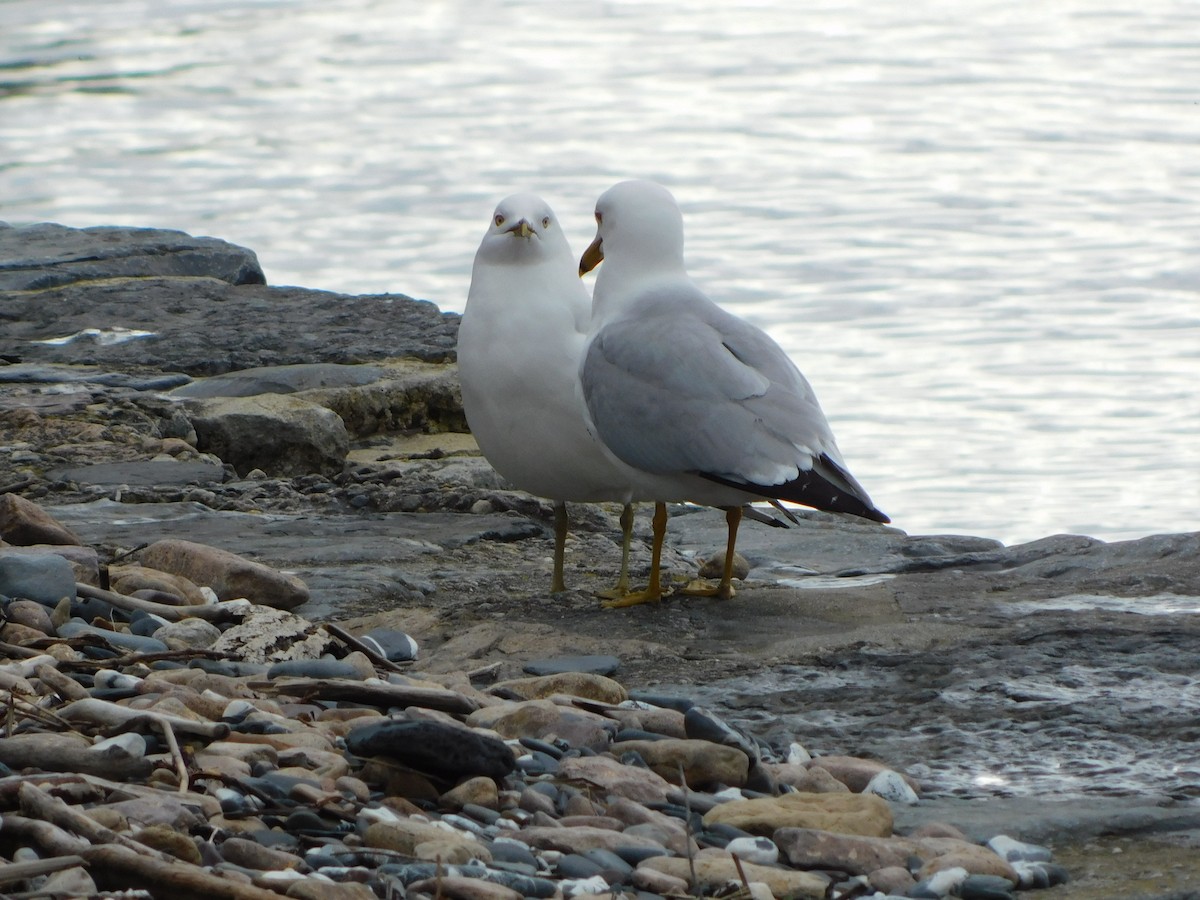 Ring-billed Gull - ML635752422