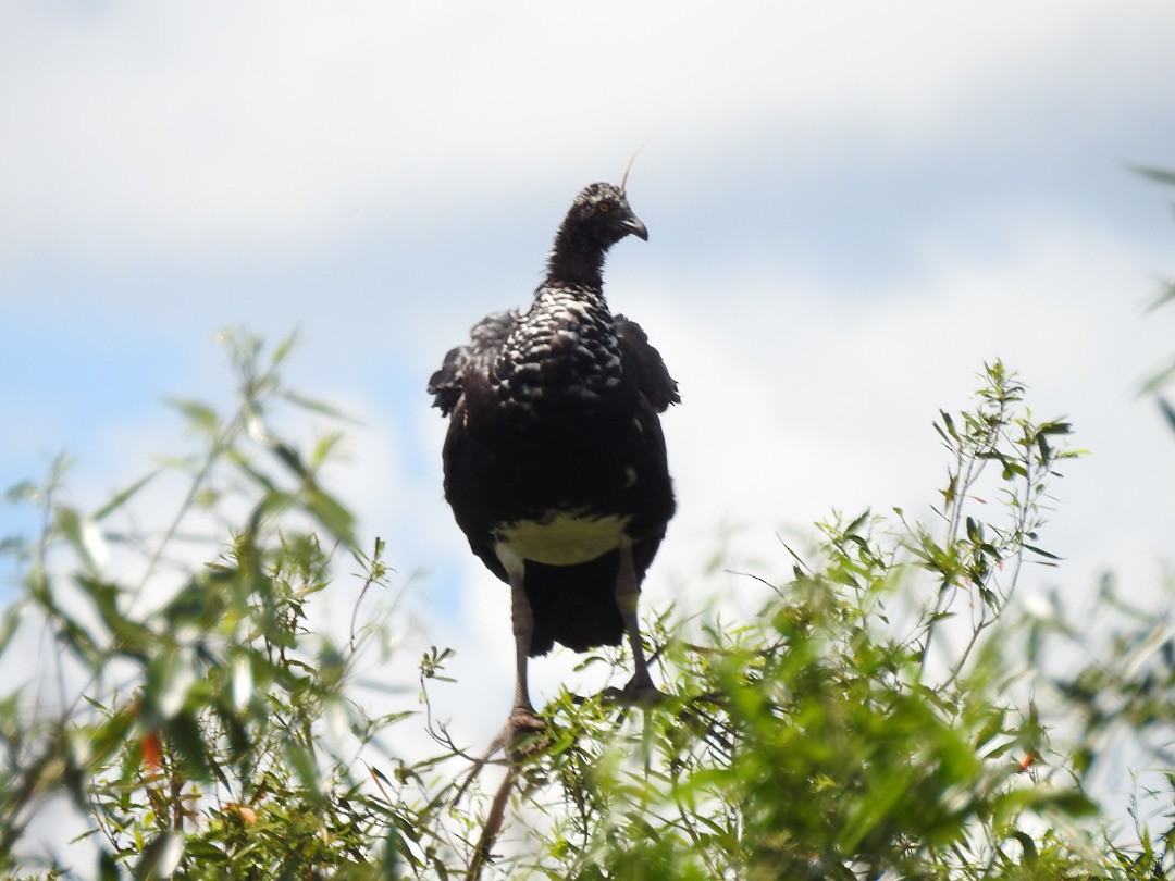 Horned Screamer - ML635752434