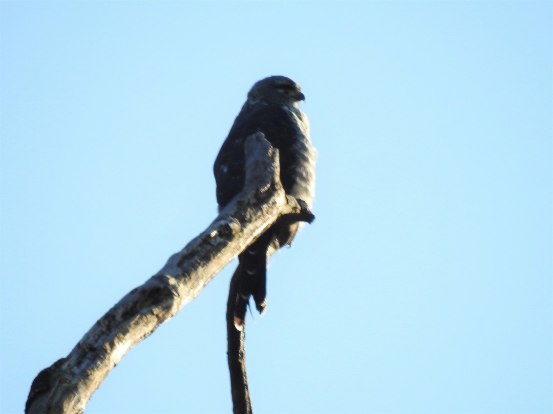 Plumbeous Kite - ML635752439