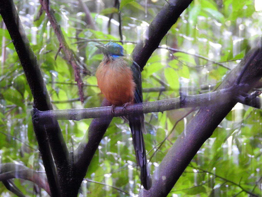 Amazonian Motmot - ML635752447