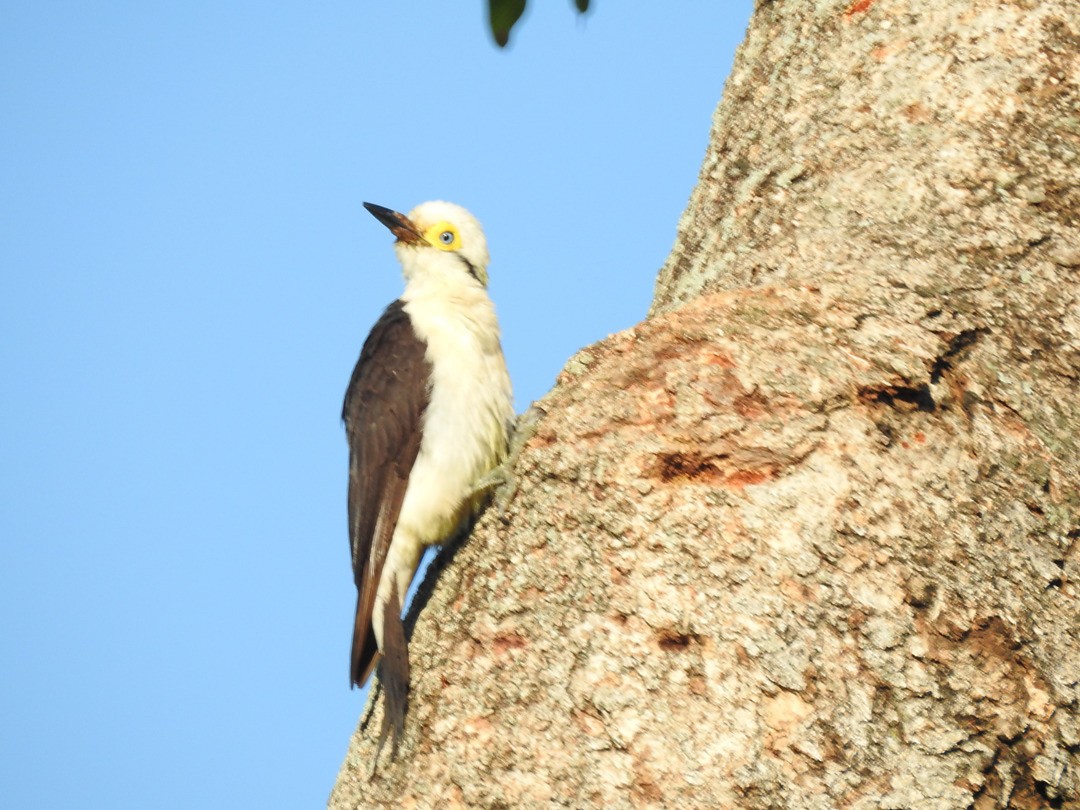 White Woodpecker - ML635752456