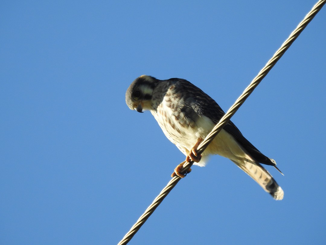 American Kestrel - ML635752470
