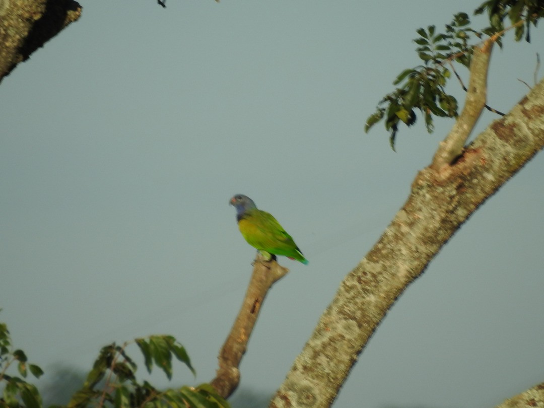 Blue-headed Parrot - ML635752474