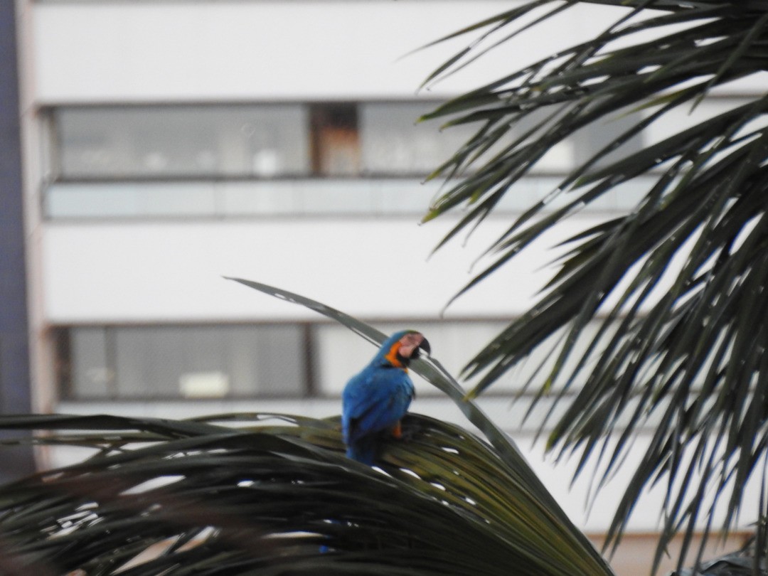 Blue-and-yellow Macaw - ML635752478