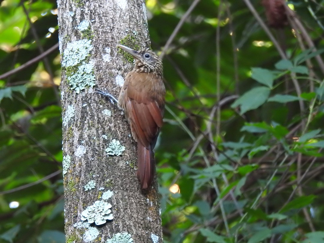 Buff-throated Woodcreeper - ML635752486