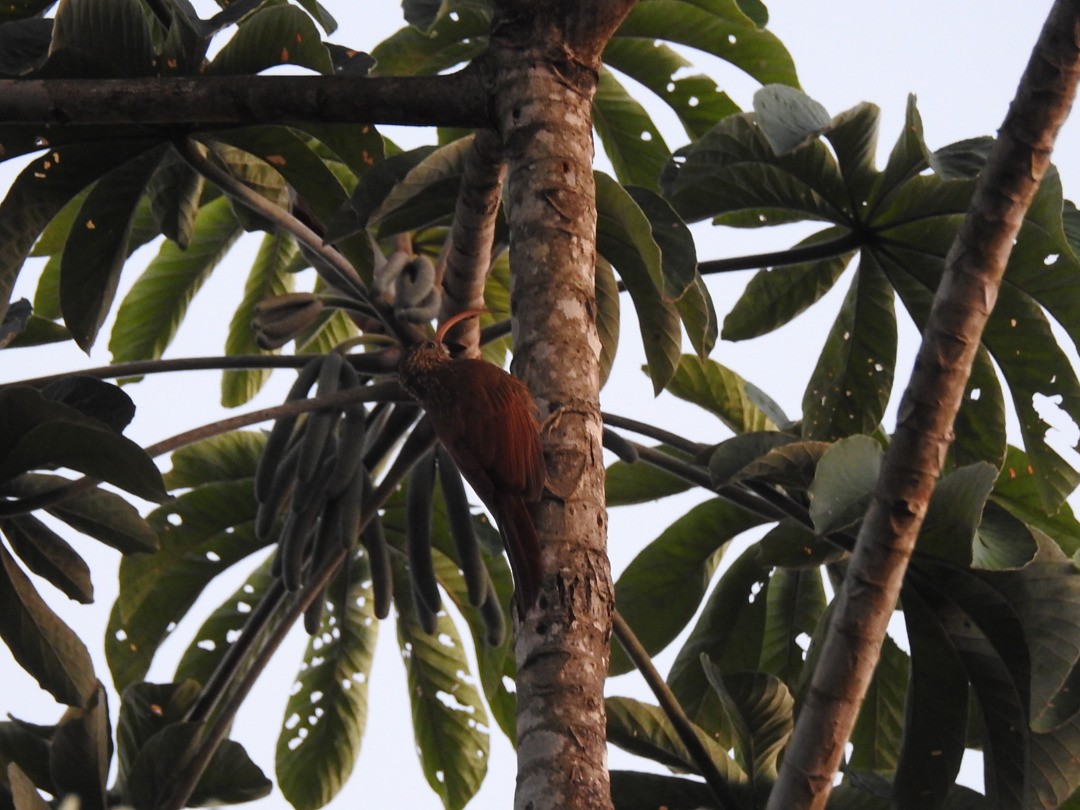Red-billed Scythebill - ML635752499