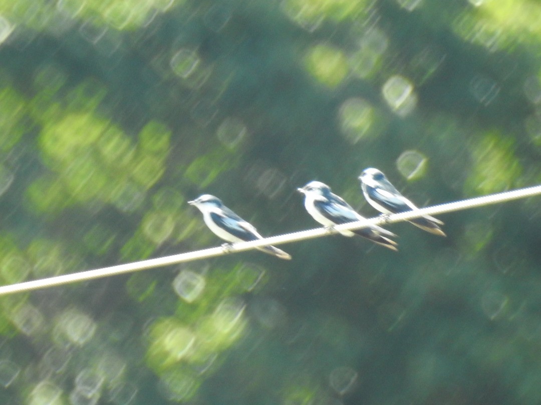 White-winged Swallow - ML635752517
