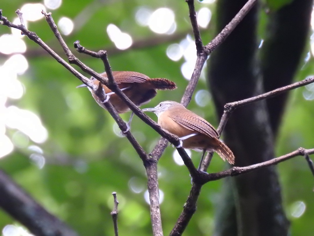 Buff-breasted Wren - ML635752526