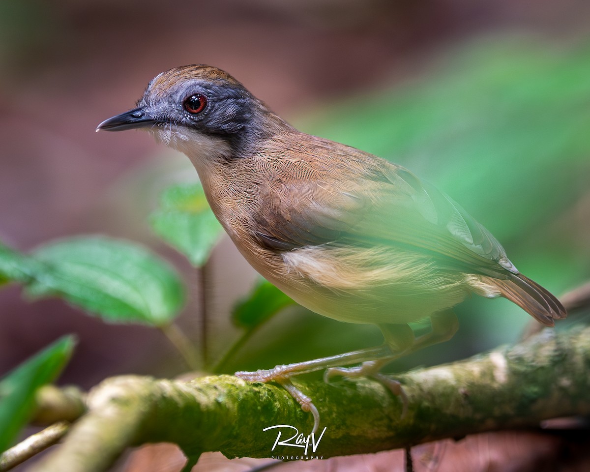 Short-tailed Babbler - ML635752531