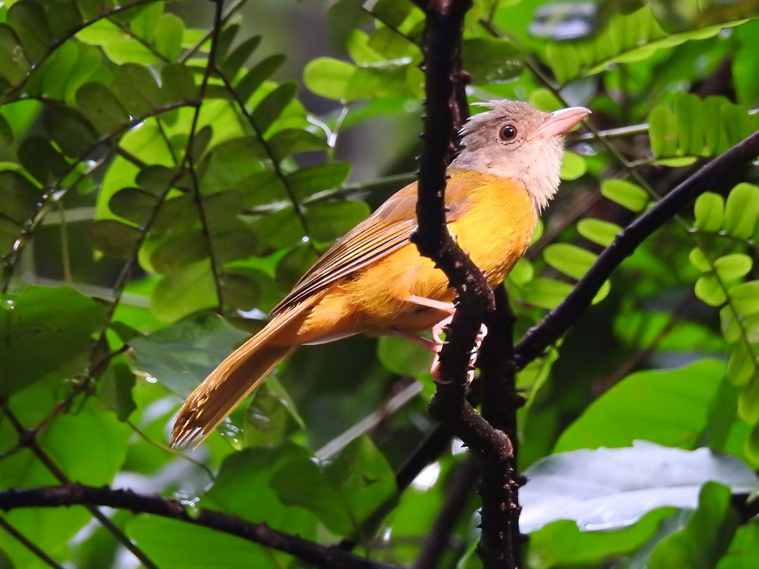Gray-headed Tanager - ML635752538