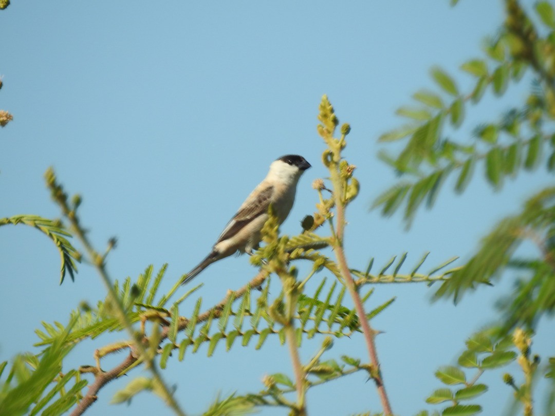 Pearly-bellied Seedeater - ML635752542