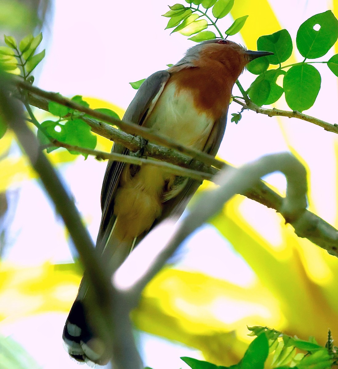 Dwarf Cuckoo - ML635752600