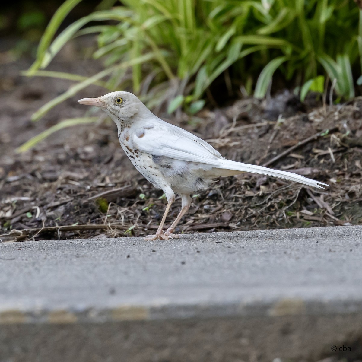 brunspottefugl - ML635752601