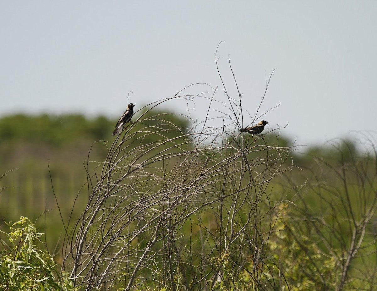 Bobolink - ML635752630