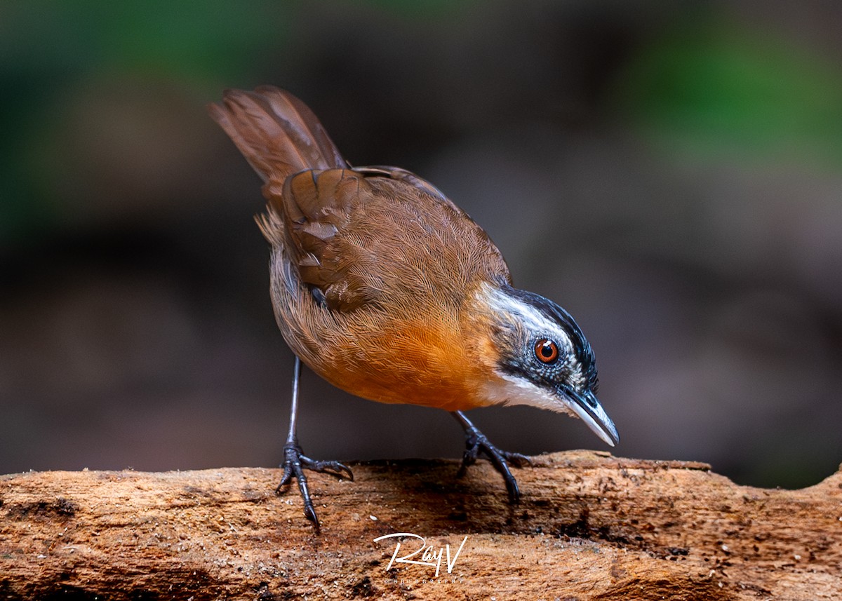 Malayan Black-capped Babbler - ML635752687