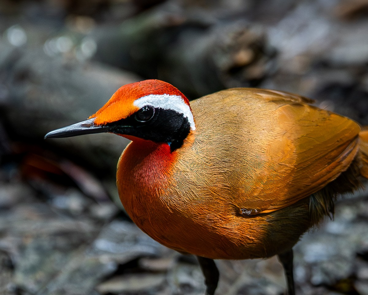 Malaysian Rail-babbler - ML635752732