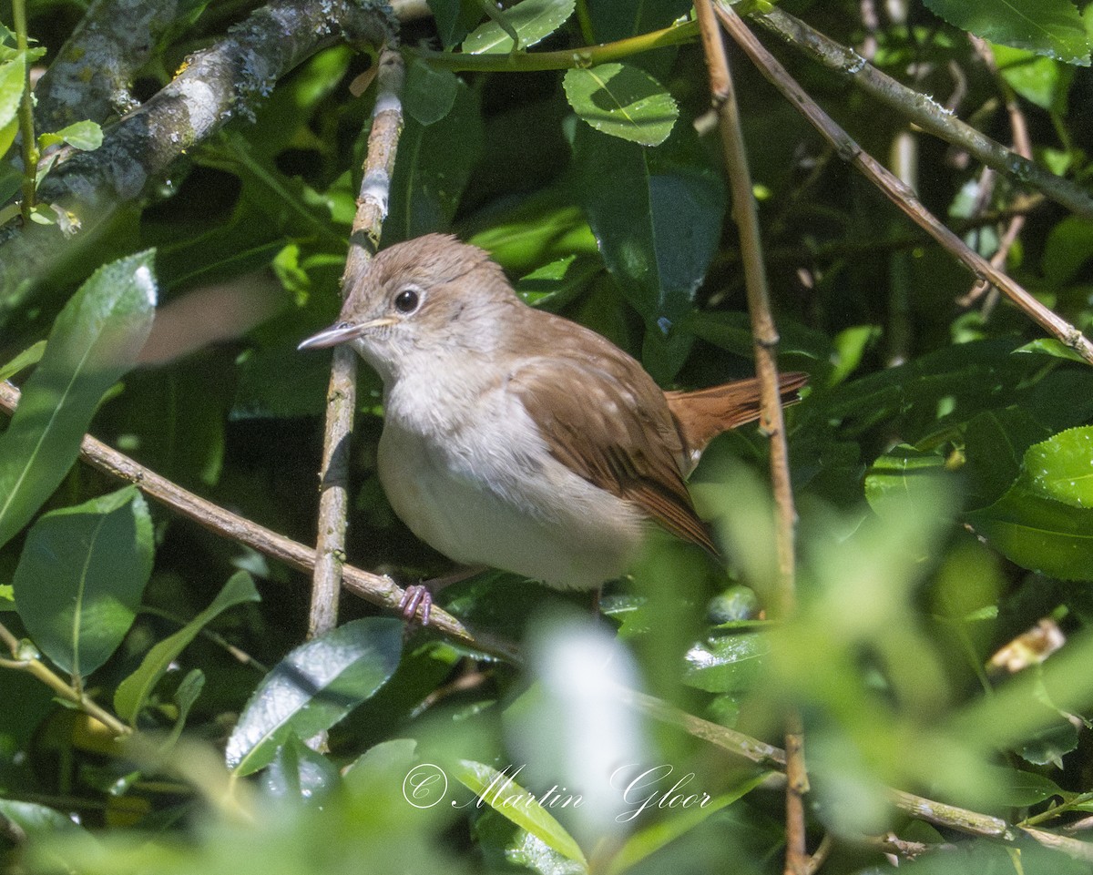 Common Nightingale - ML635752783