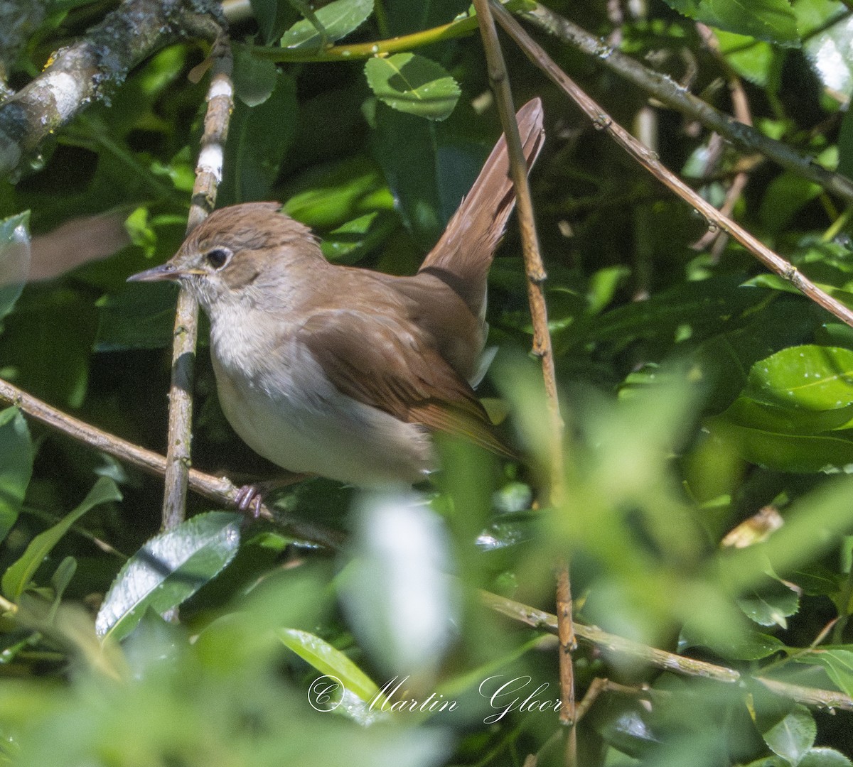 Common Nightingale - ML635752784