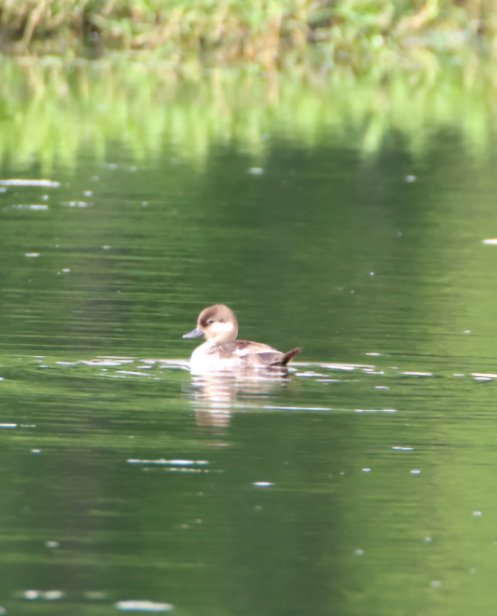 Bufflehead - ML635752968