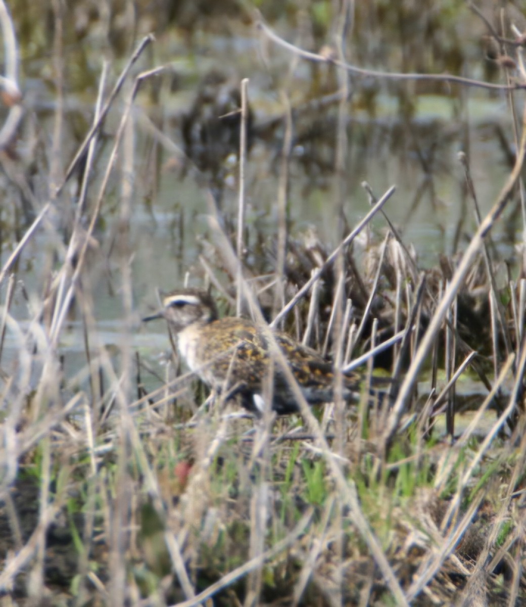 American Golden-Plover - ML635752978