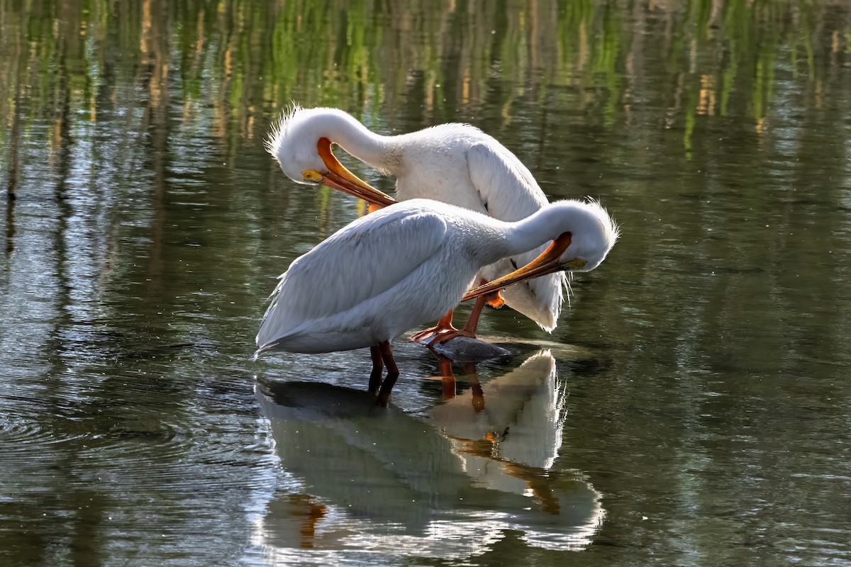 American White Pelican - ML635752989