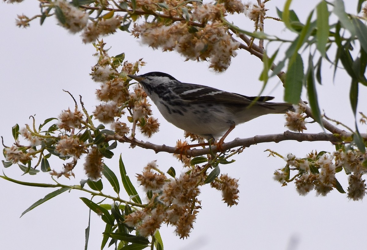 Blackpoll Warbler - ML635752990