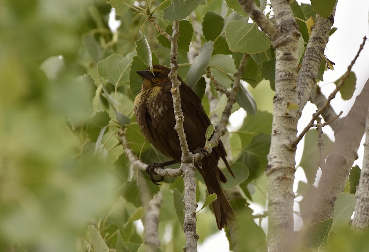 Yellow-headed Blackbird - ML635752994