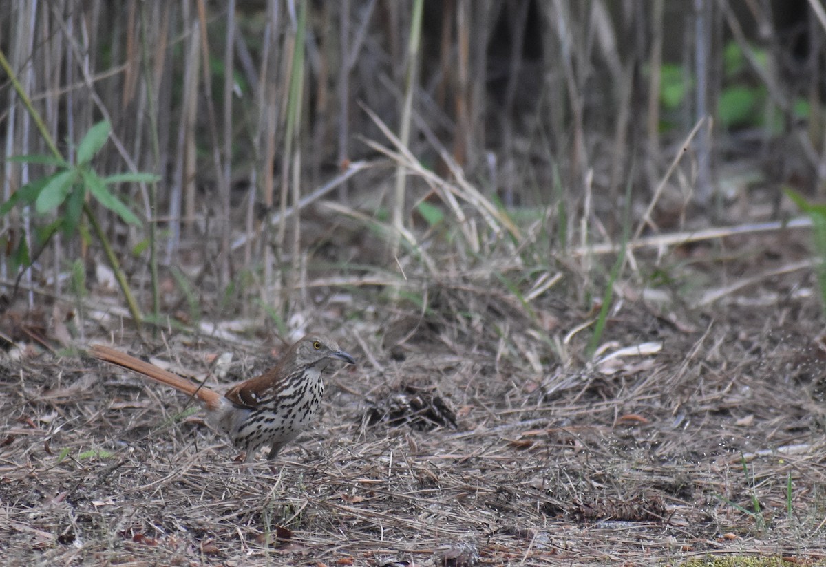 brunspottefugl - ML635753037