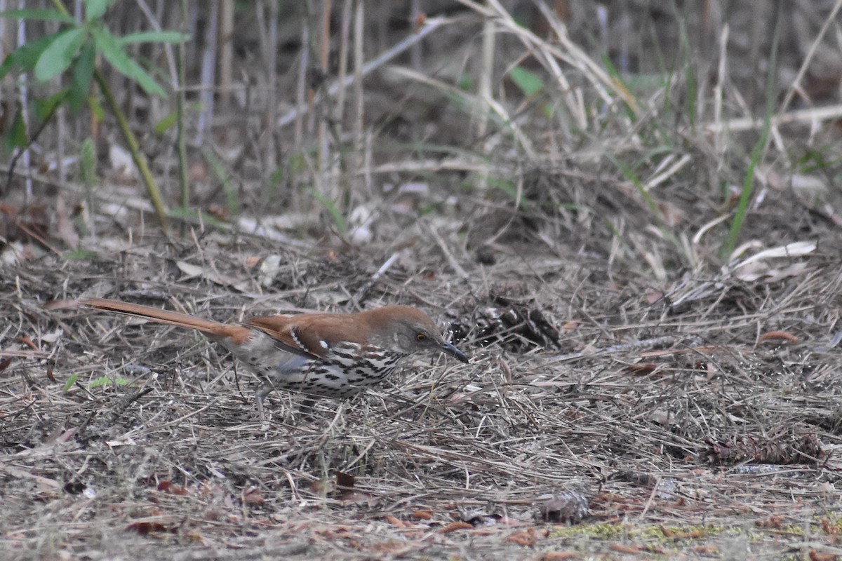 brunspottefugl - ML635753040