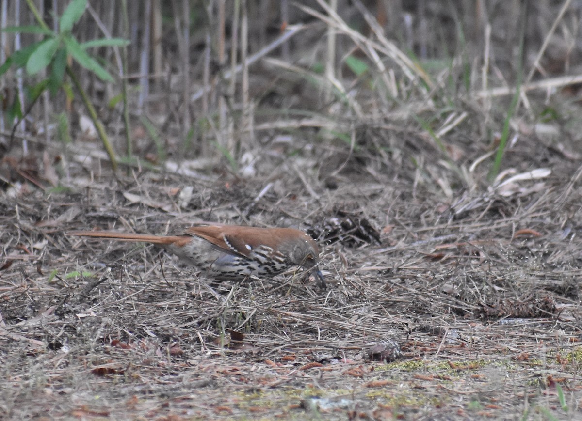 brunspottefugl - ML635753042