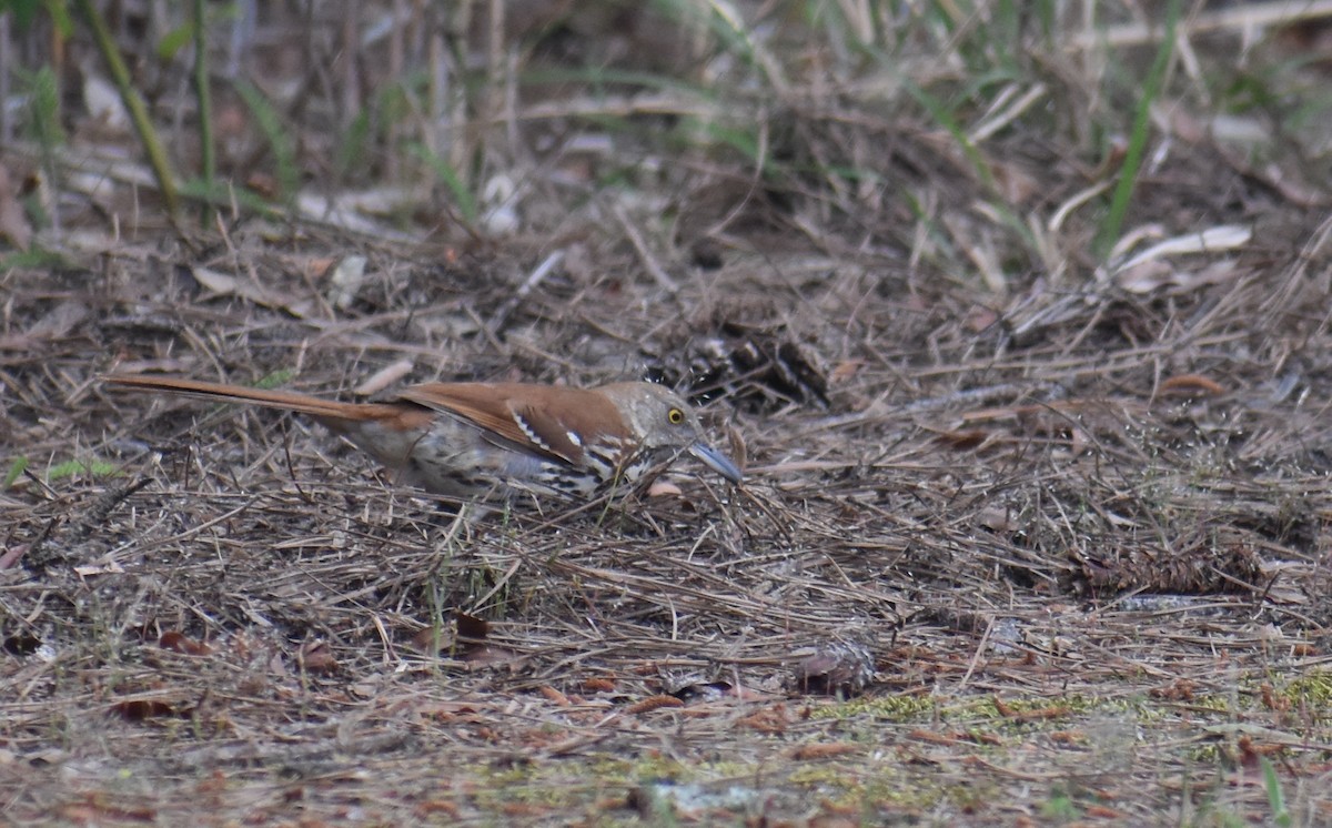 brunspottefugl - ML635753047