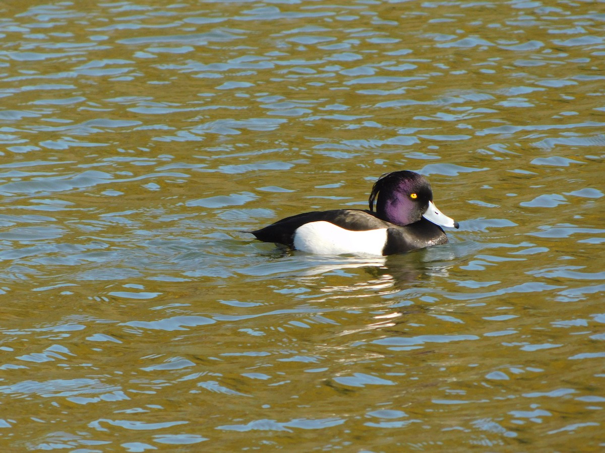 Tufted Duck - ML635753107
