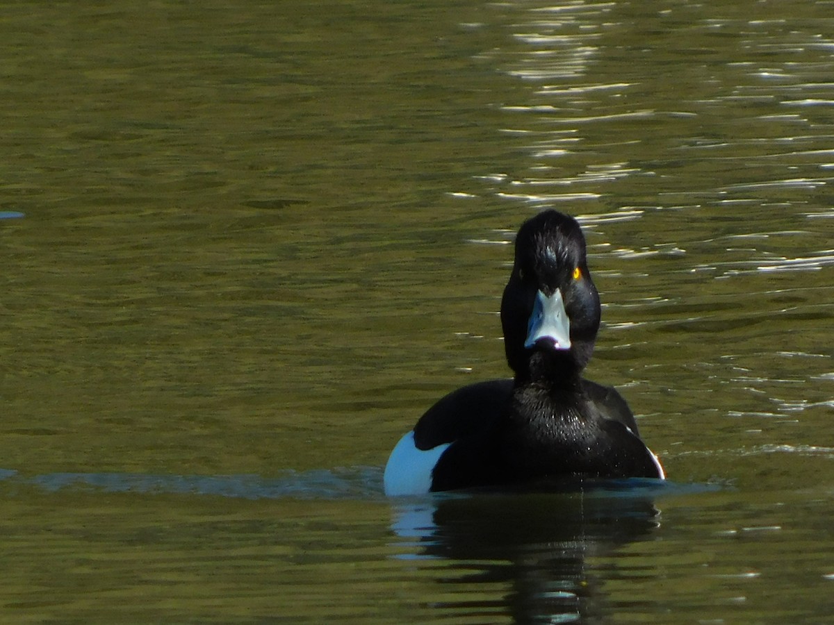 Tufted Duck - ML635753108