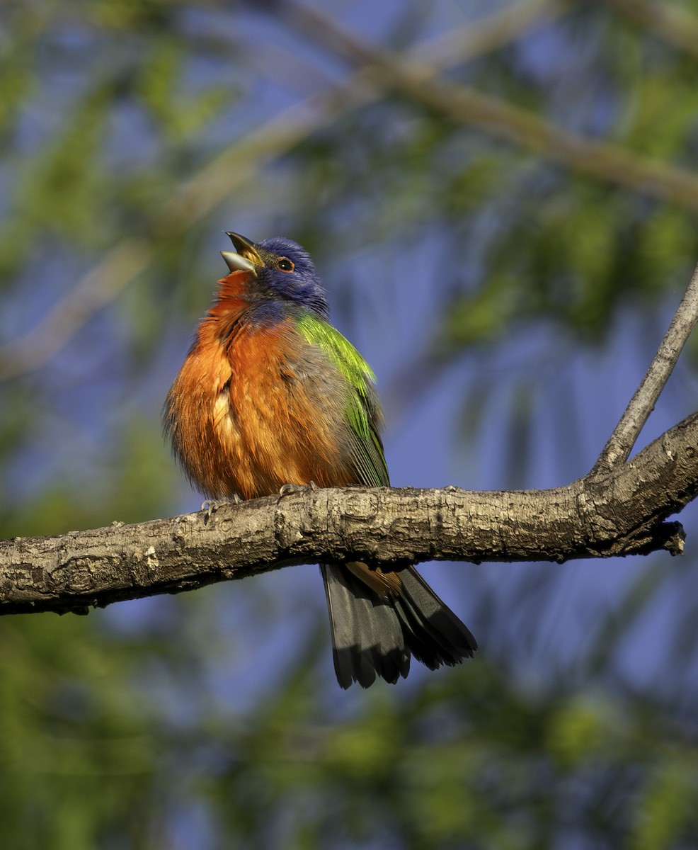 Painted Bunting - ML635753148