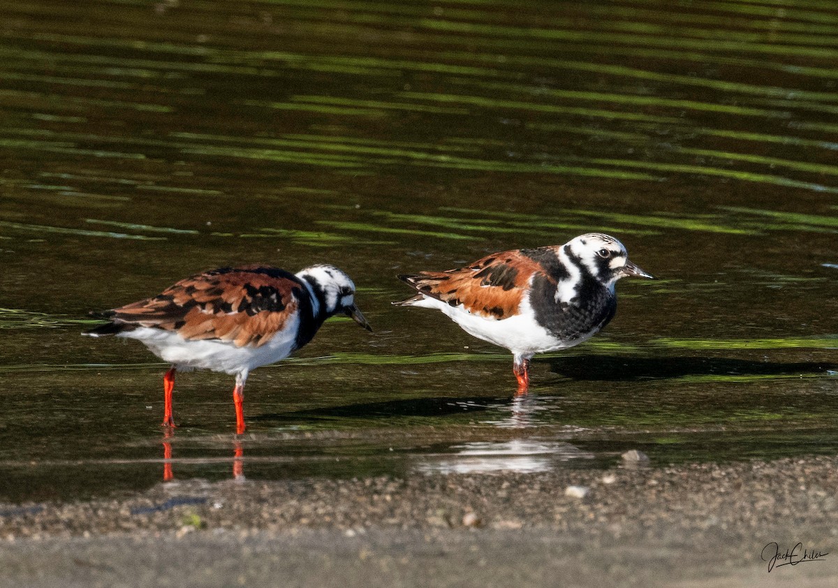 Voltapietre - ML635753181