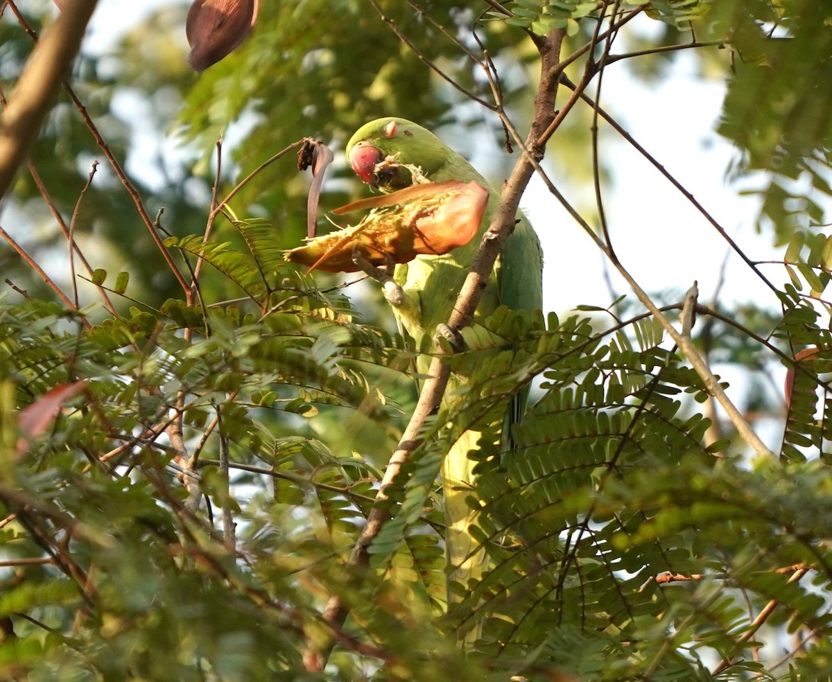 Rose-ringed Parakeet - ML635753237