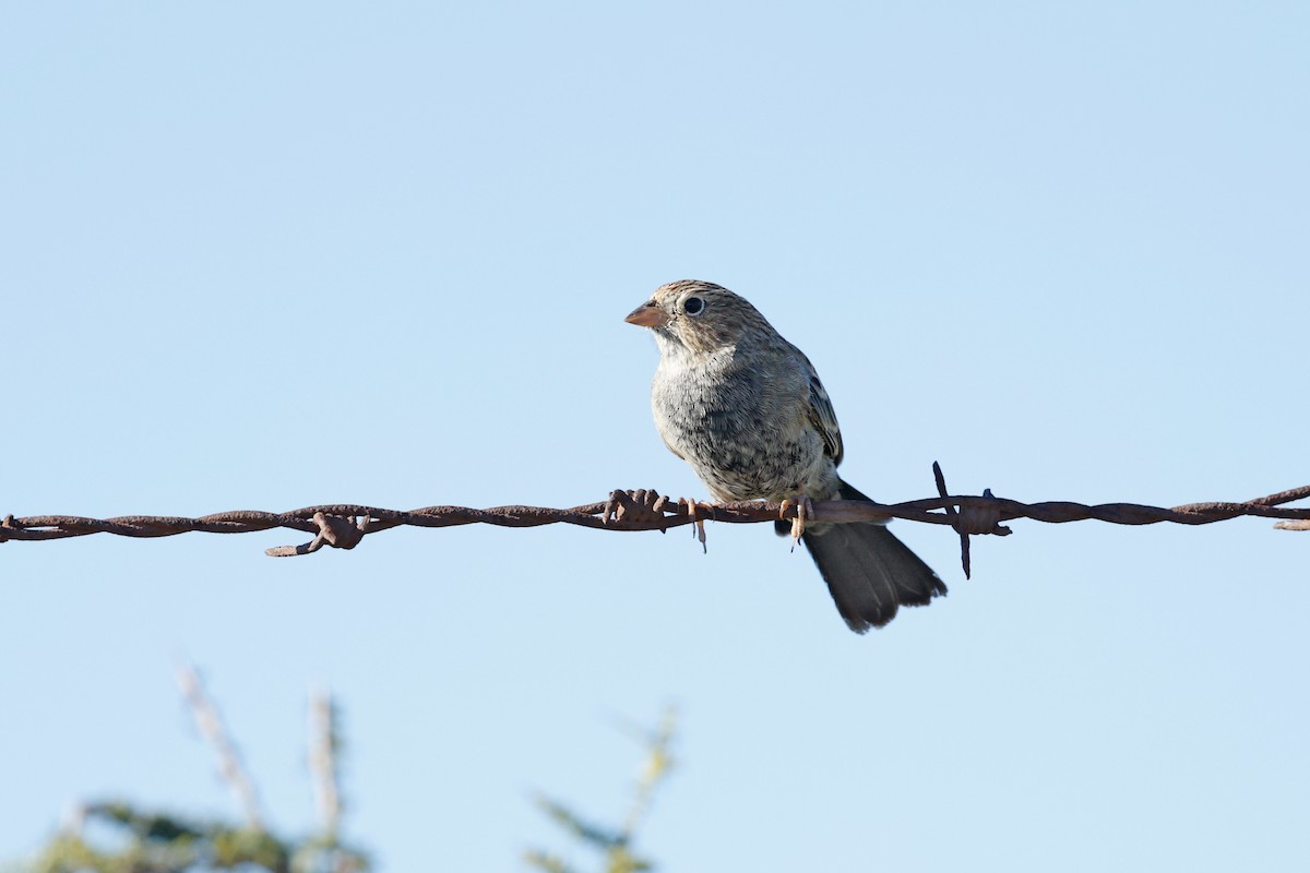 Carbonated Sierra Finch - ML635753324
