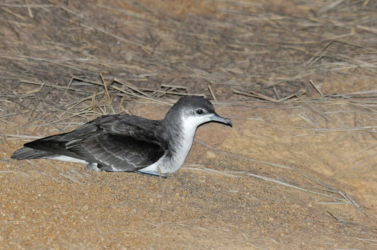 Boyd's Shearwater - ML635753356