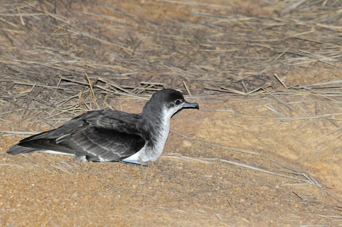 Boyd's Shearwater - ML635753357