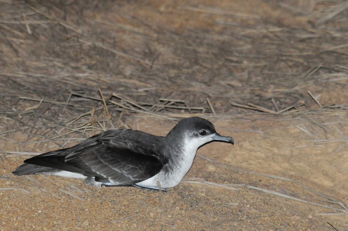 Boyd's Shearwater - ML635753359